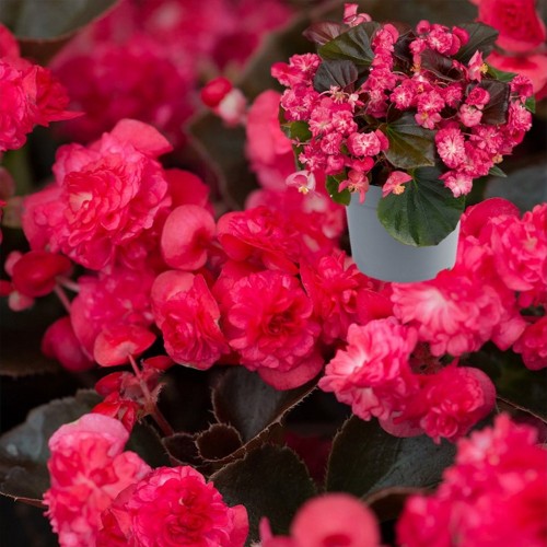 Begonia semperflorens 'Doublet® Red' - Alatiõitsev begoonia 'Doublet® Red'